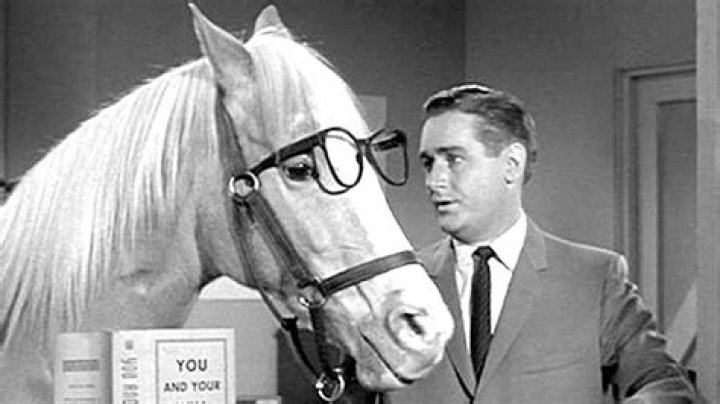 The Astonishing World of the Talking Horse: Unveiling the Mystery