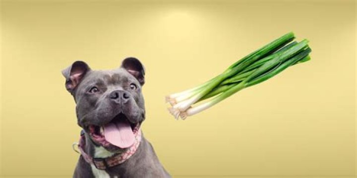 Understanding the Implications: Can Dogs Eat Green Onions?